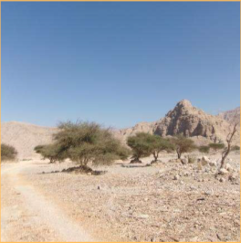 A Weekend of Hiking, Chaos & Stars in Ras Al Khaimah