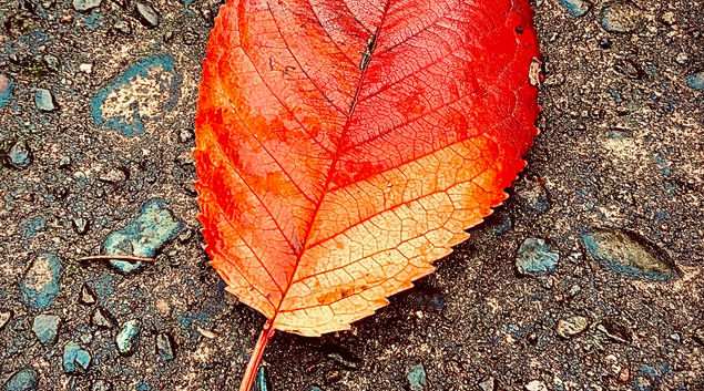 IMG_5003.jpeg