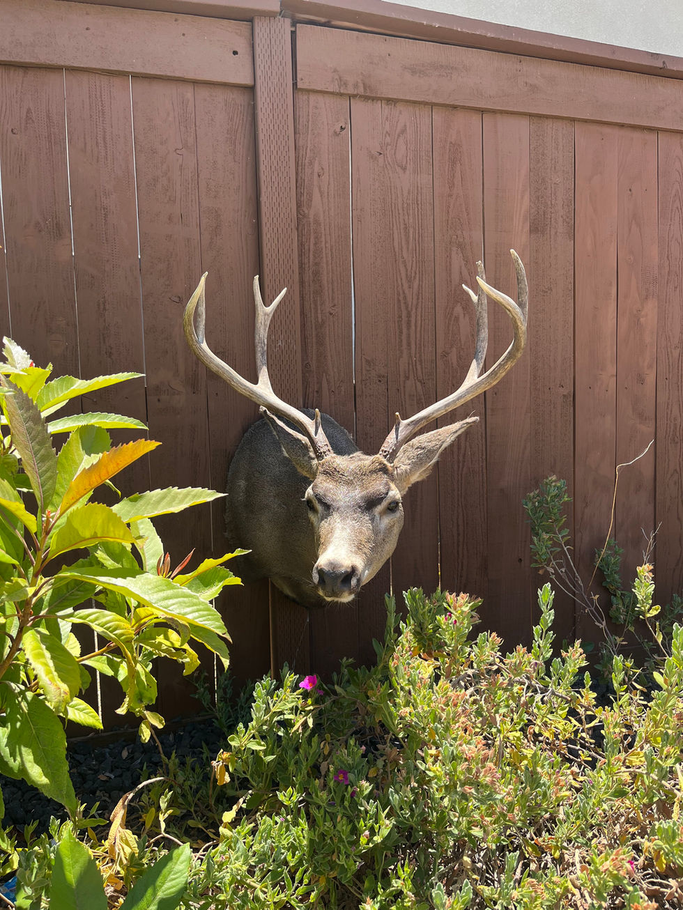 IMG_0384.jpeg