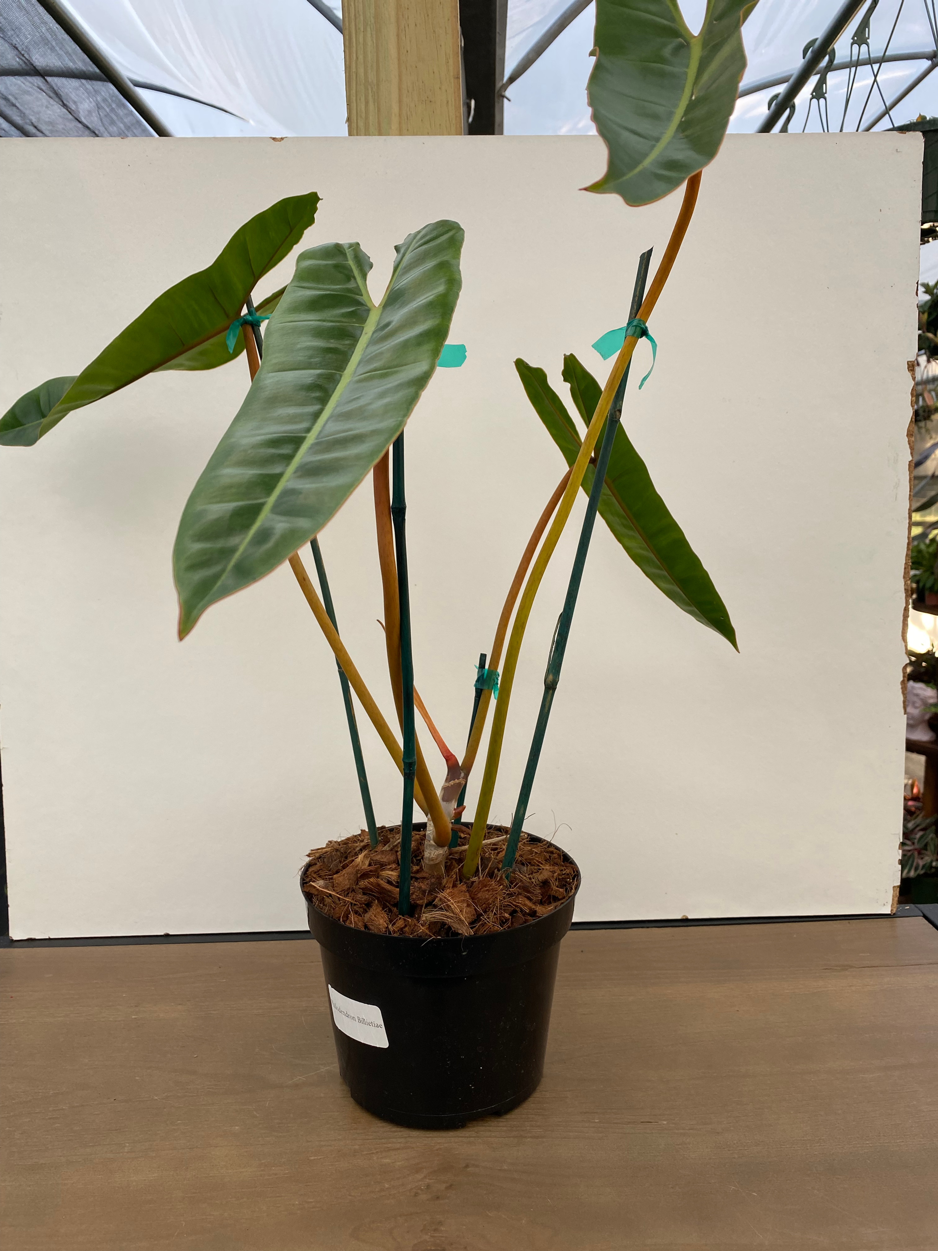 Philodendron Billietiae