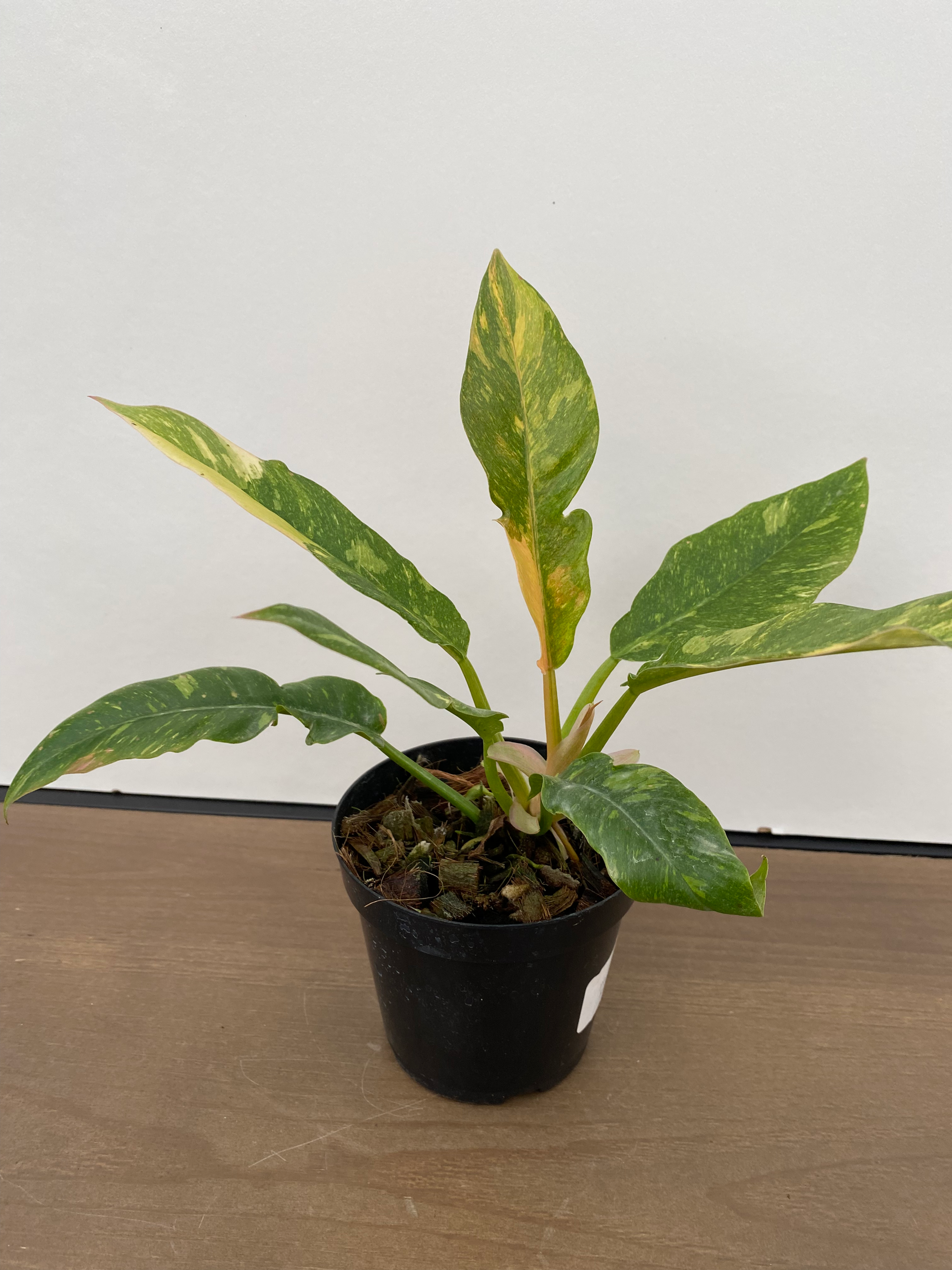 Philodendron Ring of Fire