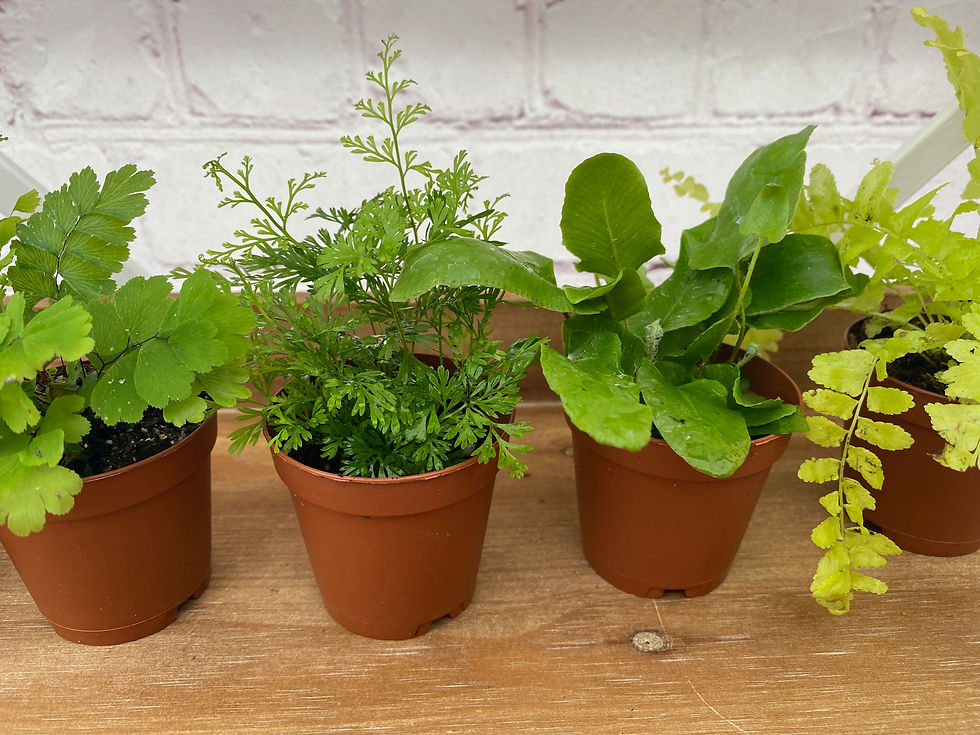 Thumbnail: Assortment of Ferns