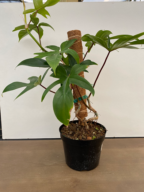 satin pothos toxic to cats Satin Pothos main image 1