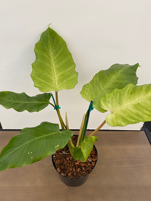 Philodendron Snowdrift | GoldenPetalsNursery
