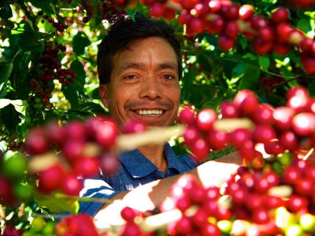 Café de especialidad, Azudia