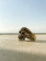 Miniatura: SKULL REAL - Anatomicamente correta tamanho G