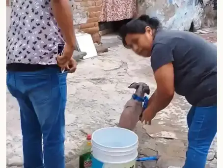 Estética Canina en Puebla es acusada de maltrato animal; bañan perros con detergente para trastes