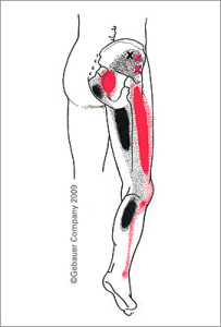 Coach Caleb’s Corner – Treat or be Tricked by your Knees! 2 gluteus_mimimus01