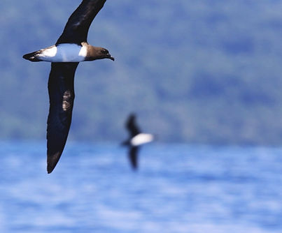 2017.04.23_00198_modified (2).jpg