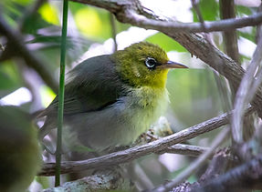 SB_WhiteEye_Flossy_edited.jpg