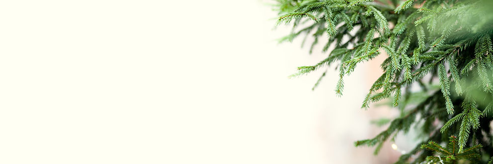 conifer pine needles banner