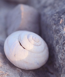 Sea Shell