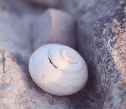 Sea Shell