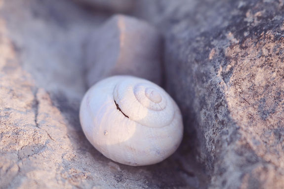 Concha de caracol blanca