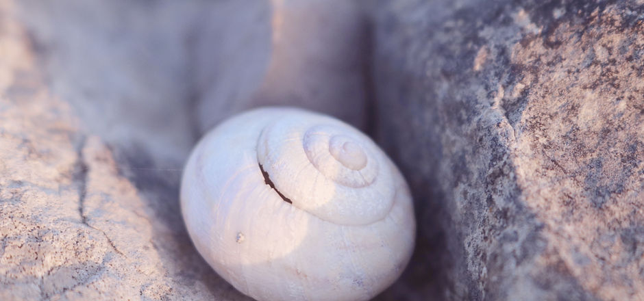 Sea Shell