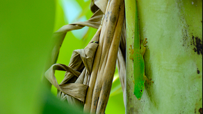 Meet the Tiny Jewel of the Andaman Islands: The Andaman Day Gecko