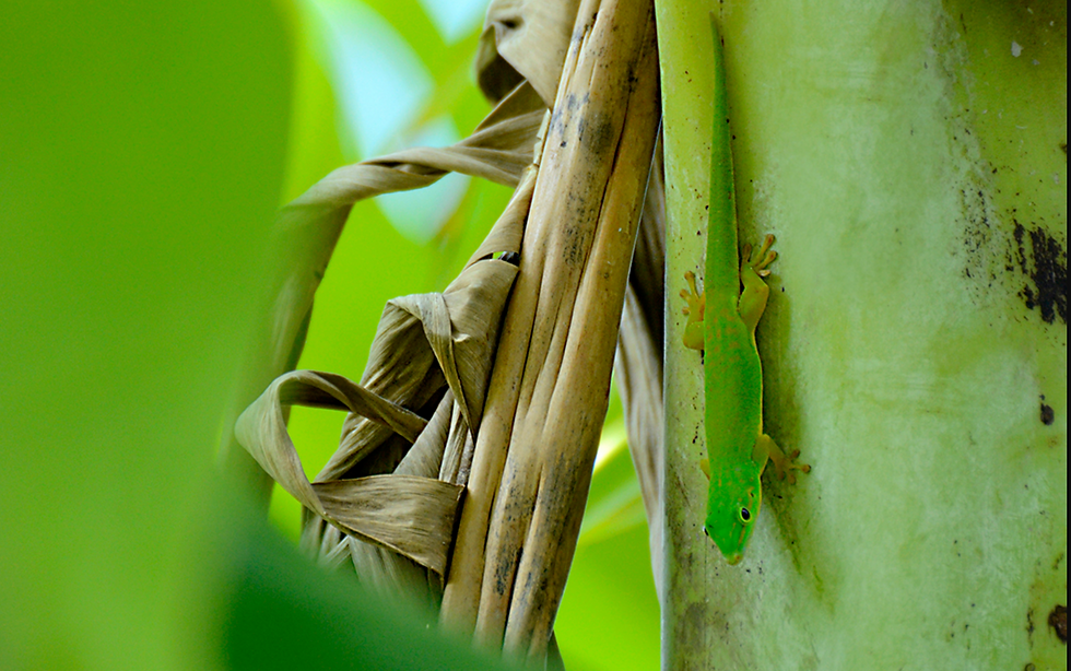 Meet the Tiny Jewel of the Andaman Islands: The Andaman Day Gecko