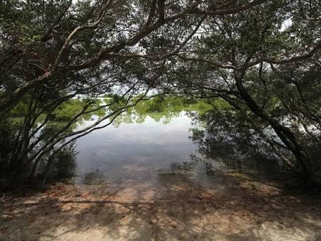 The Mangrove Ecosystem of Havelock Island: Nature's Coastal Guardian
