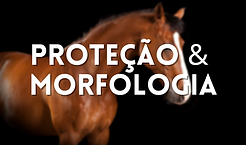 CUIDADOS E MORFOLOGIA.png