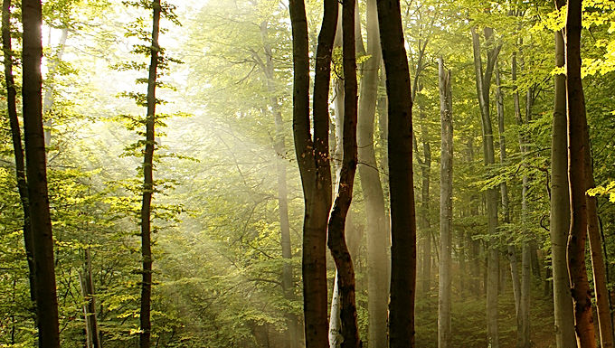 3-0098 Forest