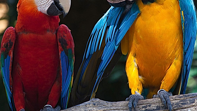 2-0223 Colourful Macaw