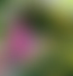 Through the Eyes of a Child