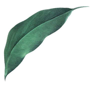 Tropical leaves-03.png