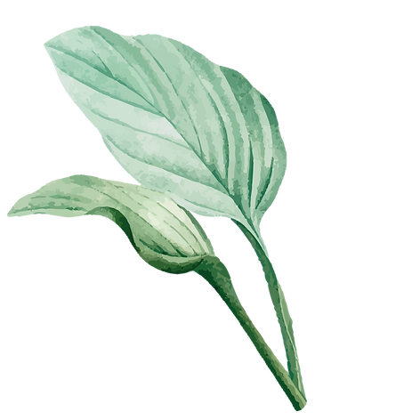 Tropical leaves-02.png