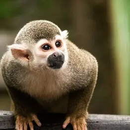 Fauna In Leticia Amazon(Titi monkey)
