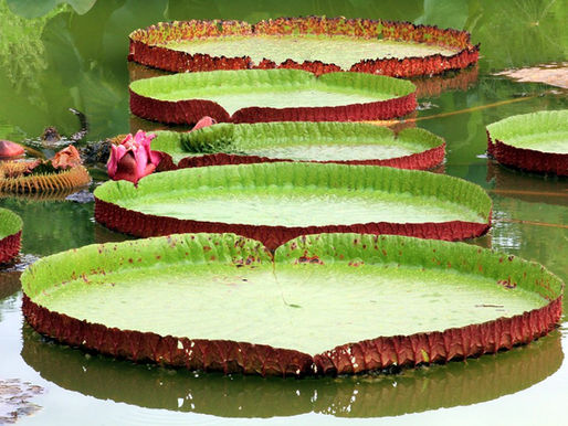Flora in the amazon(amazonian victory)