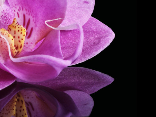 Amazon Orchids