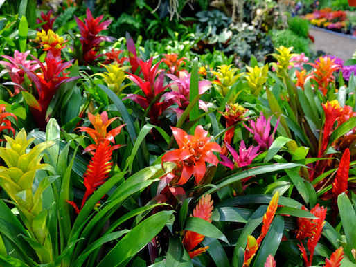 Amazonian bromeliad
