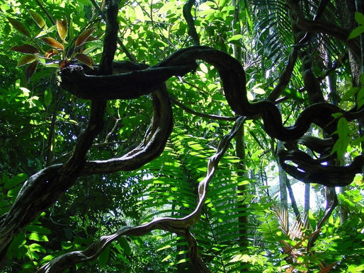 Lianas in the jungle