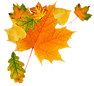 autumn_leaves_PNG3612 (1)_edited.png