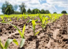 Northeast Region CCA & New England Specialty Crop Conference