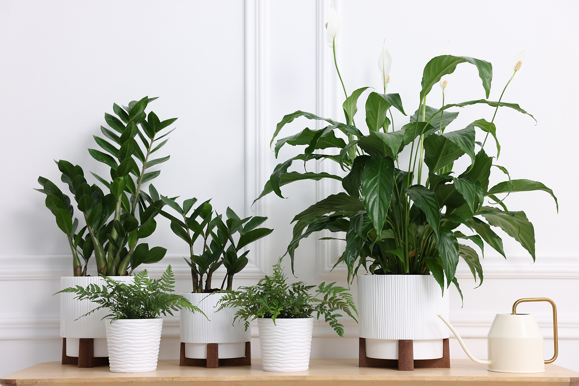 wellness Banner Plants.png