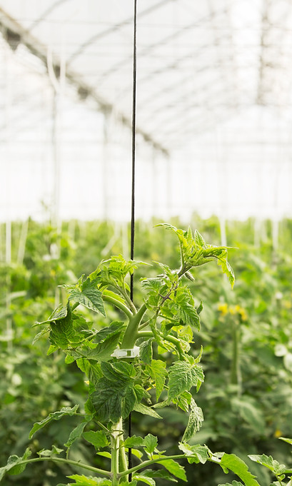 Greenhouse With Plants