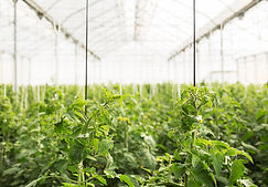 Greenhouse