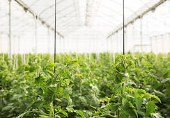 Greenhouse