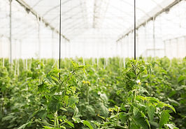 http://perspectivacdti.es/busqueda-de-empresas-espanolas-para-colaborar-en-un-proyecto-de-id-en-el-sector-agricola/