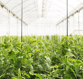 Original CBD olie 4%: één van de beste ter wereld!