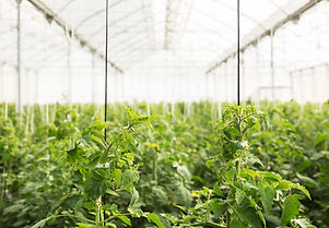 Greenhouse