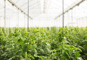 Greenhouse