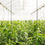 Thumbnail: Case Study: Sustainable Agriculture (Teacher & Student Edition)