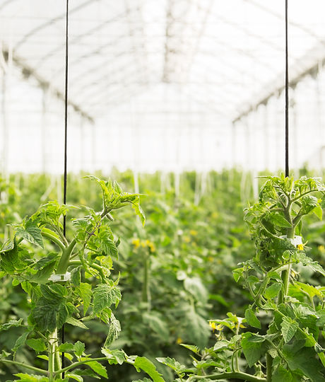 Greenhouse