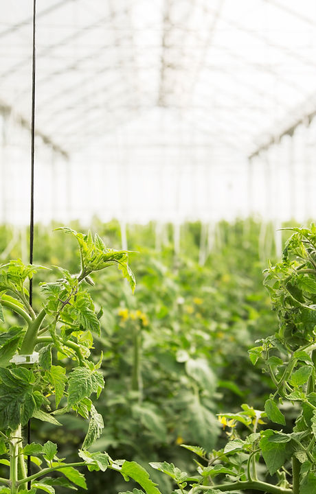 Greenhouse