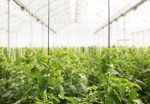 Greenhouse