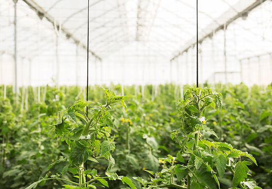 Greenhouse