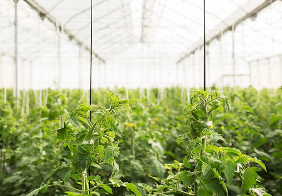 Greenhouse