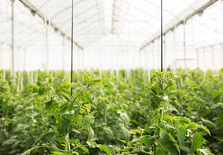 Greenhouse